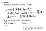 中文名：小葉赤楠英文名：Boxleaf Eugenia學名：Syzygium buxifolium Hook. & Arn