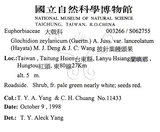中文名：披針葉饅頭果英文名：Lanceolate-leaved Glochidion學名：Glochidion zeylanicum (Gaertn.) A. Juss. var. lanceolatum (Hayata) M. J. Deng & J. C. Wang