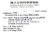 中文名：燈稱花中文別名：烏雞骨英文名：Rough-leaved holly學名：Ilex asprella (Hook. & Arn.) Champ