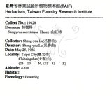 中文名：山紅柿英文名：Morris Persimmon學名：Diospyros morrisiana Hance