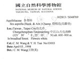 中文名：燈稱花中文別名：烏雞骨英文名：Rough-leaved holly學名：Ilex asprella (Hook. & Arn.) Champ