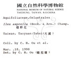 中文名：燈稱花中文別名：烏雞骨英文名：Rough-leaved holly學名：Ilex asprella (Hook. & Arn.) Champ