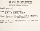 中文名：鼠刺英文名：Formosan Sweetspire學名：Itea oldhamii Schneider