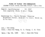 中文名：燈稱花中文別名：烏雞骨英文名：Rough-leaved holly學名：Ilex asprella (Hook. & Arn.) Champ