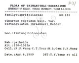 中文名：呂宋莢迷英文名：Luzon Viburnum學名：Viburnum luzonicum Rolfe