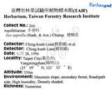 中文名：燈稱花中文別名：烏雞骨英文名：Rough-leaved holly學名：Ilex asprella (Hook. & Arn.) Champ