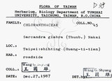 中文名：草珊瑚中文別名：紅果金粟蘭英文名：Glabrous Herbcoral學名：Sarcandra glabra (Thunb.) Nakai