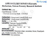 中文名：呂宋莢迷英文名：Luzon Viburnum學名：Viburnum luzonicum Rolfe