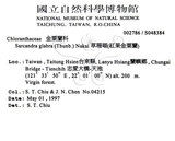 中文名：草珊瑚中文別名：紅果金粟蘭英文名：Glabrous Herbcoral學名：Sarcandra glabra (Thunb.) Nakai