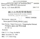 中文名：台灣山桂花英文名：Taiwan Maesa學名：Maesa perlaria (Lour.) Merr. var. formosana (Mez) Yuen P. Yang