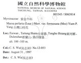 中文名：台灣山桂花英文名：Taiwan Maesa學名：Maesa perlaria (Lour.) Merr. var. formosana (Mez) Yuen P. Yang