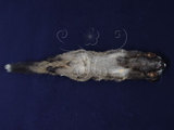 中文名：白鼻心英文名：Masked palm civet學名：Paguma larvata