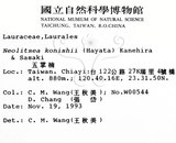 中文名：五掌楠英文名：Konishi Neolitsea學名：Neolitsea konishii (Hayata) Kanehira & Sasaki