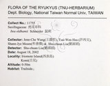 中文名：鼠刺英文名：Formosan Sweetspire學名：Itea oldhamii Schneider