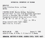 中文名：豬母乳中文別名：水同木英文名：Milk tree學名：Ficus fistulosa Reinw. ex Blume