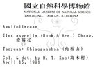 中文名：燈稱花中文別名：烏雞骨英文名：Rough-leaved holly學名：Ilex asprella (Hook. & Arn.) Champ