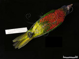 中文名：虹彩吸蜜鸚鵡英文名：Rainbow Lorikeet學名：Trichoglossus haematodus