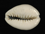 中文名：金環寶螺學名：Cypraea annulus Linnaeus, 1758