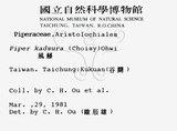 中文名：風藤英文名：Pepper學名：Piper kadsura (Choisy) Ohwi