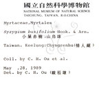 中文名：小葉赤楠英文名：Boxleaf Eugenia學名：Syzygium buxifolium Hook. & Arn