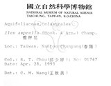 中文名：燈稱花中文別名：烏雞骨英文名：Rough-leaved holly學名：Ilex asprella (Hook. & Arn.) Champ