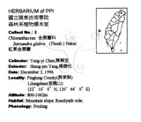 中文名：草珊瑚中文別名：紅果金粟蘭英文名：Glabrous Herbcoral學名：Sarcandra glabra (Thunb.) Nakai