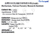 中文名：烏來冬青英文名：Urai holly學名：Ilex uraiensis Mori & Yamamoto