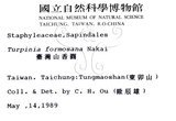 中文名：山香圓英文名：Formosam turpinia學名：Turpinia formosana Nakai