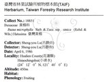 中文名：黃楊英文名：Chinese Box學名：Buxus microphylla Sieb. & Zucc. subsp. sinica (Rehd. & Wils.) Hatusima