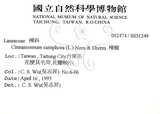 中文名：樟樹英文名：Camphor Tree學名：Cinnamomum camphora (L.) Presl