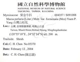 中文名：台灣山桂花英文名：Taiwan Maesa學名：Maesa perlaria (Lour.) Merr. var. formosana (Mez) Yuen P. Yang