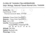 中文名：呂宋莢迷英文名：Luzon Viburnum學名：Viburnum luzonicum Rolfe