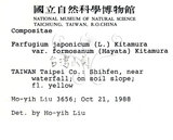 中文名：臺灣山菊學名：Farfugium japonicum (L.) Kitam. var. formosanum (Hayata) Kitamura