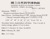 中文名：山紅柿英文名：Morris Persimmon學名：Diospyros morrisiana Hance