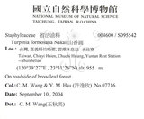 中文名：山香圓英文名：Formosam turpinia學名：Turpinia formosana Nakai