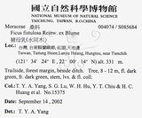 中文名：豬母乳中文別名：水同木英文名：Milk tree學名：Ficus fistulosa Reinw. ex Blume