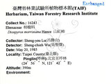 中文名：山紅柿英文名：Morris Persimmon學名：Diospyros morrisiana Hance