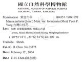 中文名：台灣山桂花英文名：Taiwan Maesa學名：Maesa perlaria (Lour.) Merr. var. formosana (Mez) Yuen P. Yang