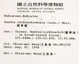 中文名：茜草樹英文名：Cochinchina Randia學名：Randia cochinchinensis (Lour.) Merr