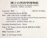 中文名：黃肉樹學名：Litsea hypophaea Hayata