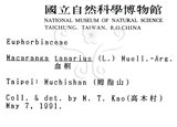 中文名：血桐英文名：Macaranga學名：Macaranga tanarius (L.) Muell.-Arg