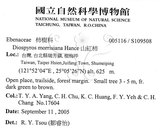 中文名：山紅柿英文名：Morris Persimmon學名：Diospyros morrisiana Hance