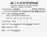 中文名：臺灣金狗毛蕨學名：Cibotium taiwanense Kuo