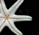 中文名：刺腕蠍海燕中文別名：裂殖小海燕,貝氏尼斑海燕學名：Nepanthia belcheri (Perrier, 1875)