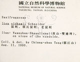 中文名：鼠刺英文名：Formosan Sweetspire學名：Itea oldhamii Schneider