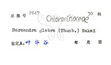 中文名：草珊瑚中文別名：紅果金粟蘭英文名：Glabrous Herbcoral學名：Sarcandra glabra (Thunb.) Nakai