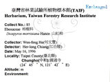 中文名：山紅柿英文名：Morris Persimmon學名：Diospyros morrisiana Hance