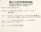 中文名：茜草樹英文名：Cochinchina Randia學名：Randia cochinchinensis (Lour.) Merr