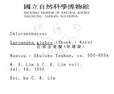 中文名：草珊瑚中文別名：紅果金粟蘭英文名：Glabrous Herbcoral學名：Sarcandra glabra (Thunb.) Nakai
