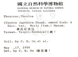 中文名：森氏紅淡比英文名：Mori cleyera學名：Cleyera japonica Thunb. var. morii (Yamamoto) Masamune
